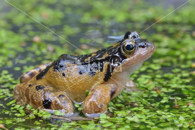 Bruine kikker (Rana temporaria)
