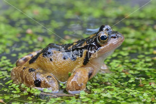 Common Frog (Rana temporaria)