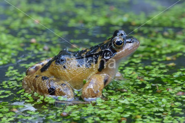 Common Frog (Rana temporaria)