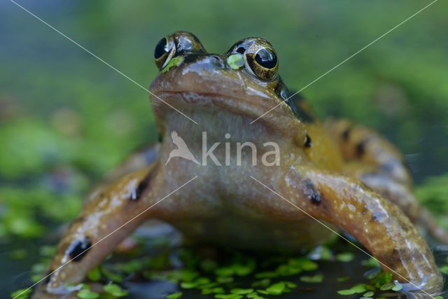 Bruine kikker (Rana temporaria)