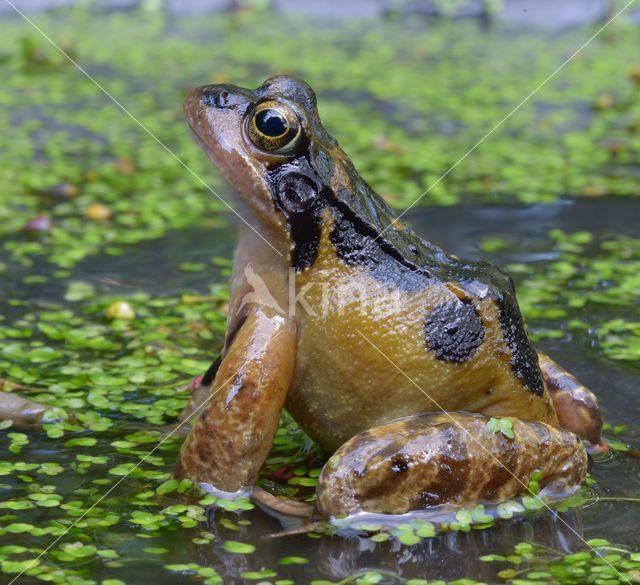 Common Frog (Rana temporaria)