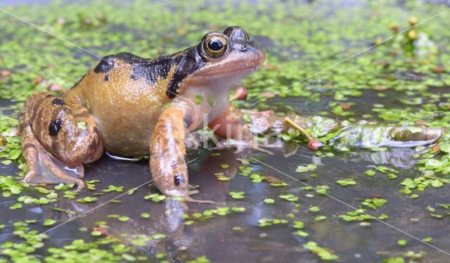 Common Frog (Rana temporaria)