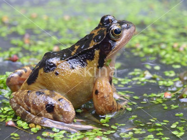 Bruine kikker (Rana temporaria)