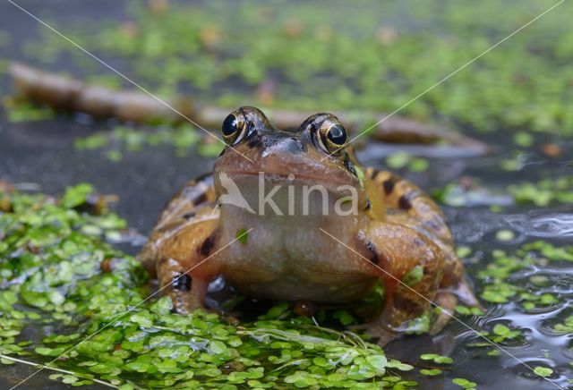 Common Frog (Rana temporaria)