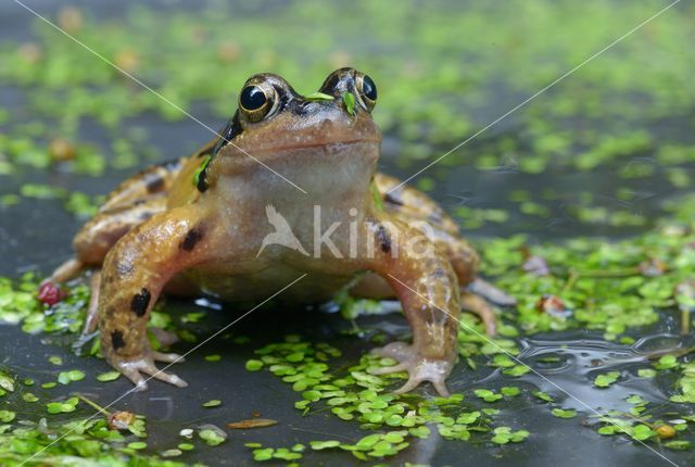 Common Frog (Rana temporaria)