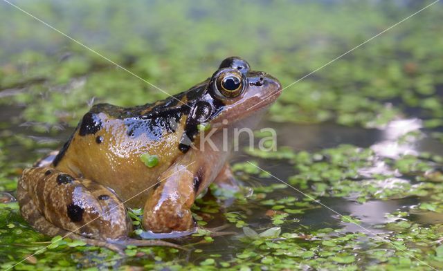 Bruine kikker (Rana temporaria)