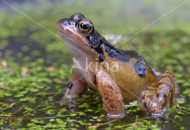 Bruine kikker (Rana temporaria)