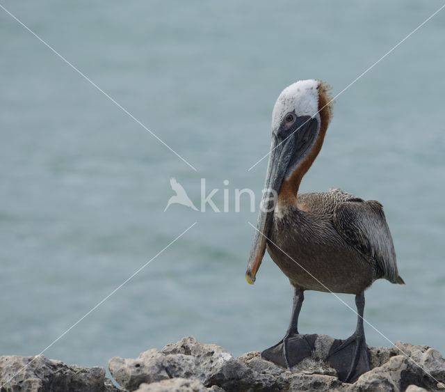 Brown pelican (Pelecanus occidentalis)