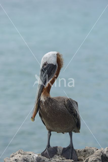 Bruine pelikaan (Pelecanus occidentalis)