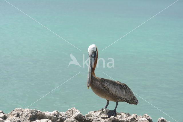 Bruine pelikaan (Pelecanus occidentalis)