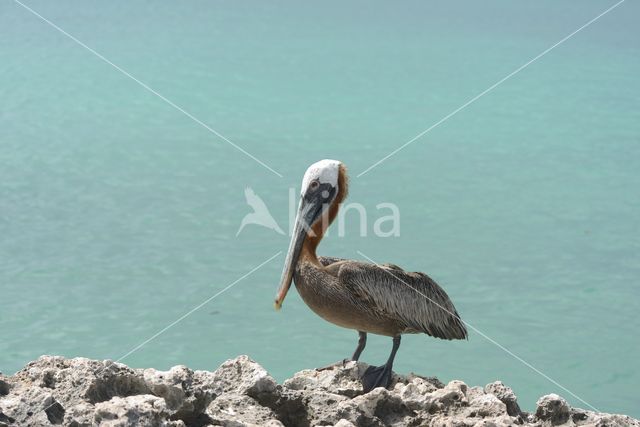 Bruine pelikaan (Pelecanus occidentalis)