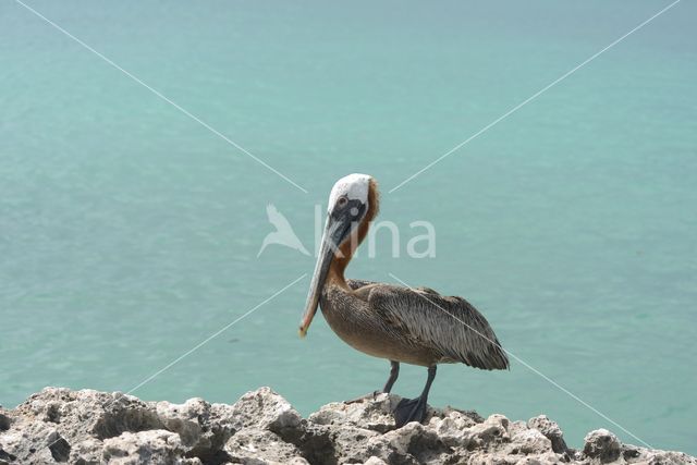 Brown pelican (Pelecanus occidentalis)