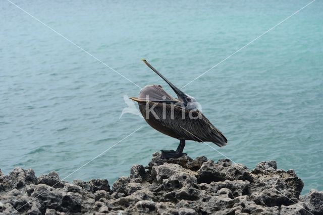 Bruine pelikaan (Pelecanus occidentalis)