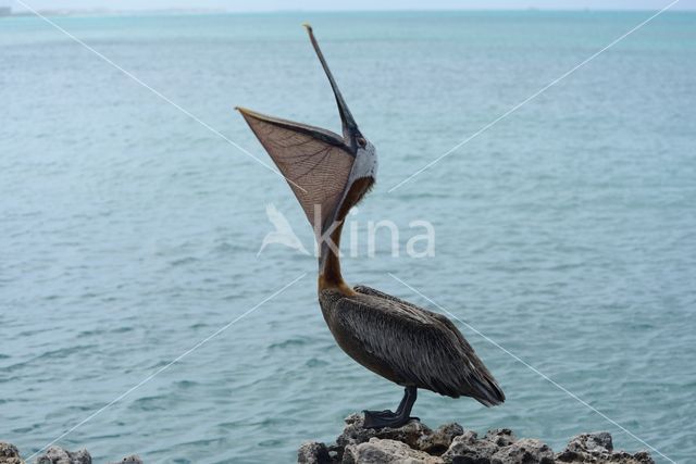 Brown pelican (Pelecanus occidentalis)