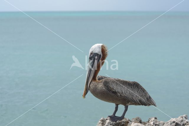 Bruine pelikaan (Pelecanus occidentalis)