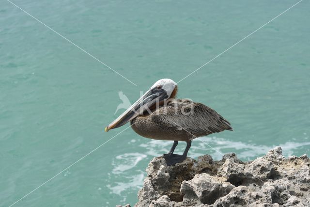 Bruine pelikaan (Pelecanus occidentalis)