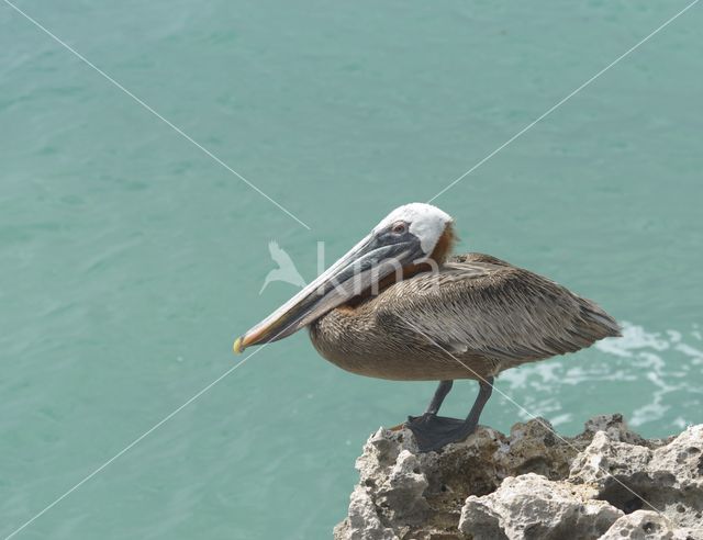 Bruine pelikaan (Pelecanus occidentalis)