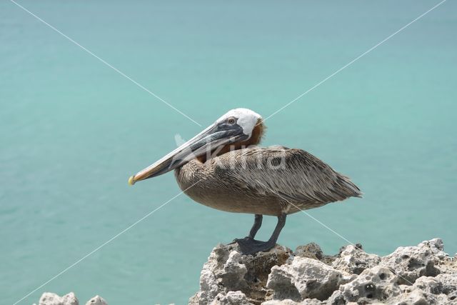 Brown pelican (Pelecanus occidentalis)