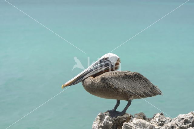 Brown pelican (Pelecanus occidentalis)