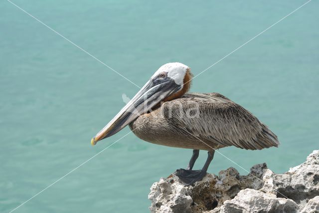 Brown pelican (Pelecanus occidentalis)