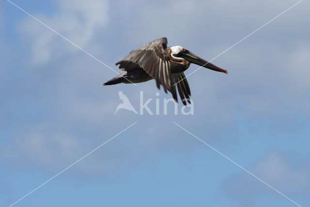 Brown pelican (Pelecanus occidentalis)