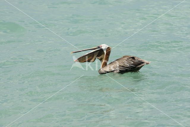 Brown pelican (Pelecanus occidentalis)