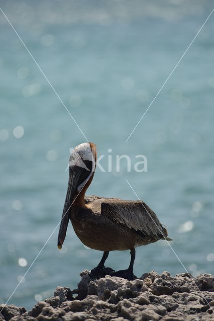 Brown pelican (Pelecanus occidentalis)