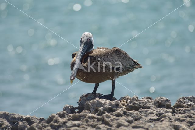 Bruine pelikaan (Pelecanus occidentalis)