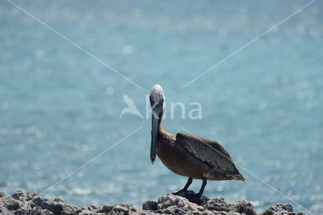 Bruine pelikaan (Pelecanus occidentalis)