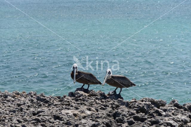 Brown pelican (Pelecanus occidentalis)