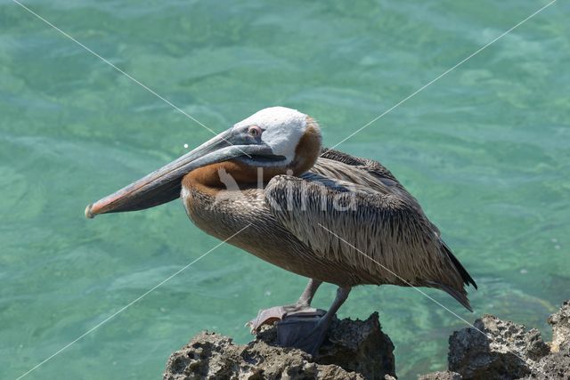 Brown pelican (Pelecanus occidentalis)