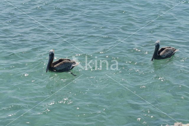 Brown pelican (Pelecanus occidentalis)