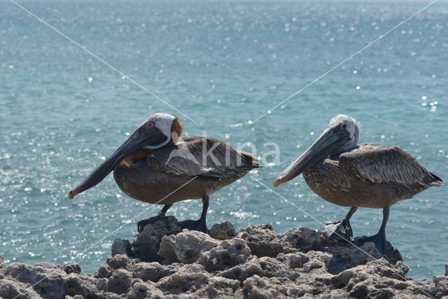 Bruine pelikaan (Pelecanus occidentalis)