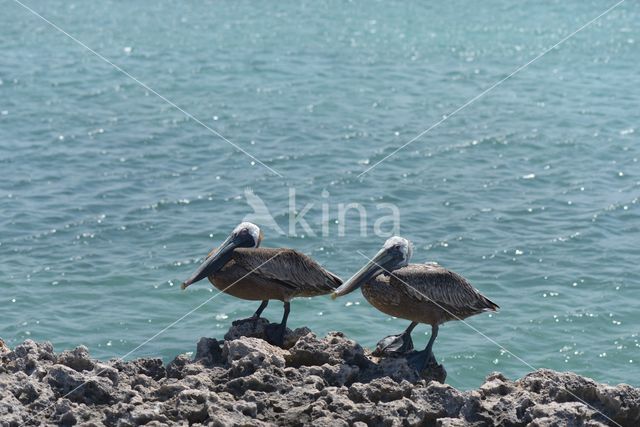 Bruine pelikaan (Pelecanus occidentalis)