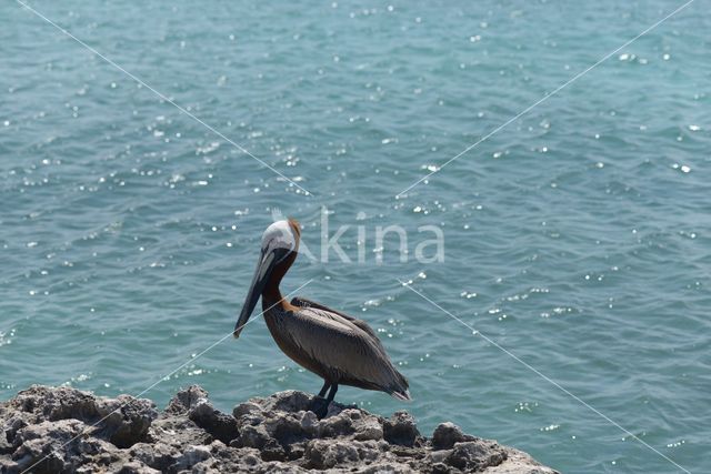 Brown pelican (Pelecanus occidentalis)