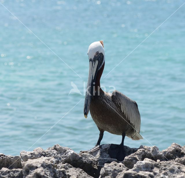 Brown pelican (Pelecanus occidentalis)