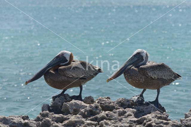 Bruine pelikaan (Pelecanus occidentalis)