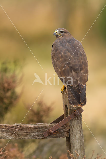 Buizerd (Buteo buteo)