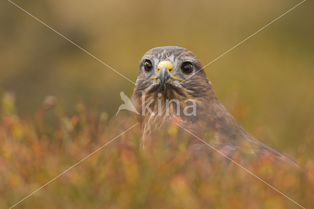 Buizerd (Buteo buteo)