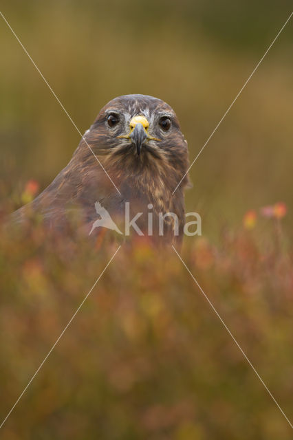 Common Buzzard (Buteo buteo)