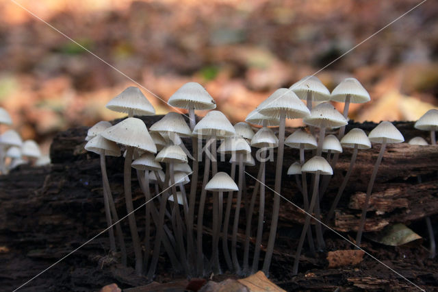 Angel's bonnet (Mycena arcangeliana)