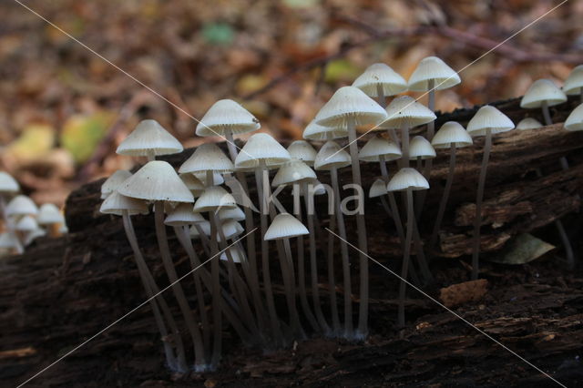 Angel's bonnet (Mycena arcangeliana)