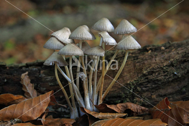 Angel's bonnet (Mycena arcangeliana)