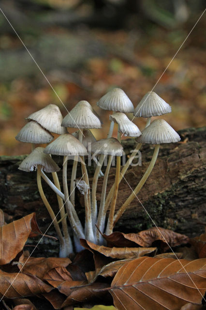 Angel's bonnet (Mycena arcangeliana)