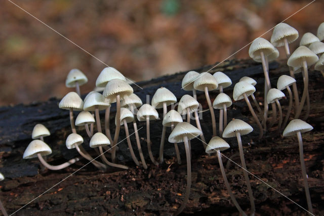 Angel's bonnet (Mycena arcangeliana)