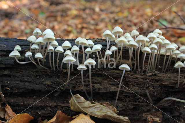 Angel's bonnet (Mycena arcangeliana)