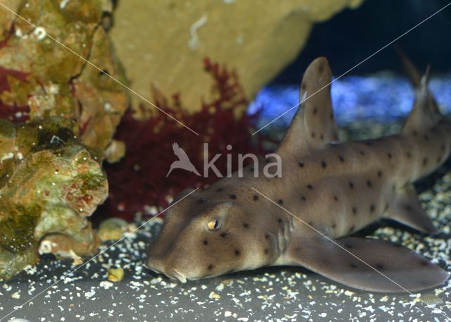 horned shark  (Heterodontus francisci)