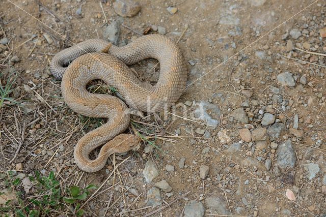 Arubaanse ratelslang (Crotalus durissus unicolor)