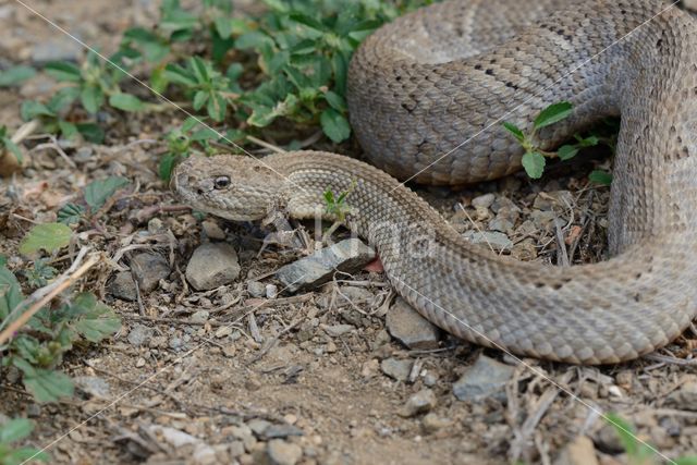 Aruba rattlesnake (Crotalus durissus unicolor)