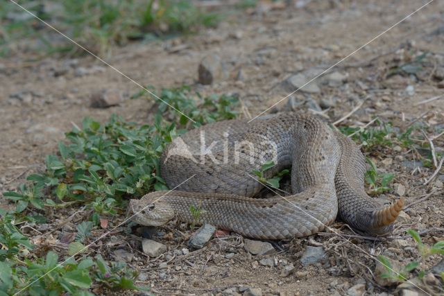 Aruba rattlesnake (Crotalus durissus unicolor)